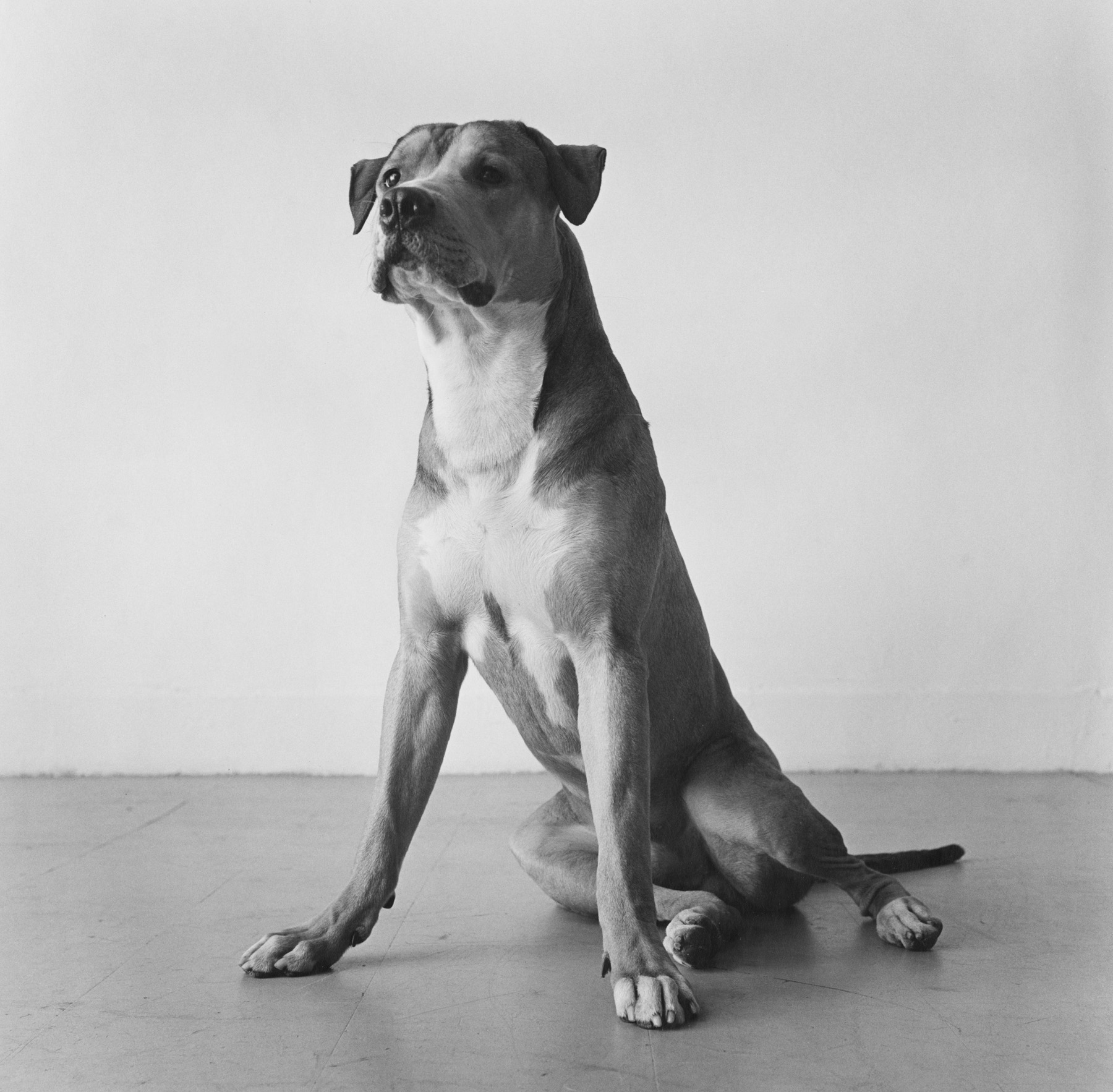 Peter Hujar: 21 Pictures