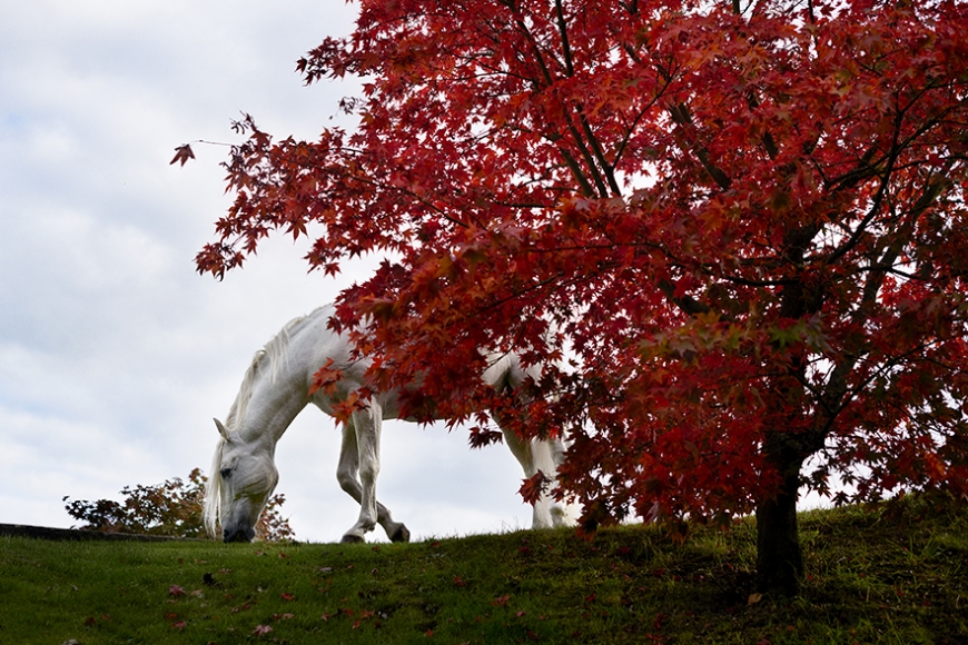 Mary McCartney: The White Horse