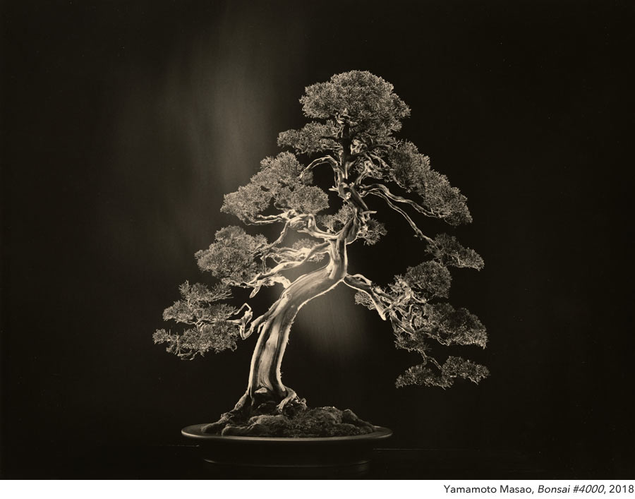 Yamamoto Masao: Bonsai · Microcosms Macrocosms