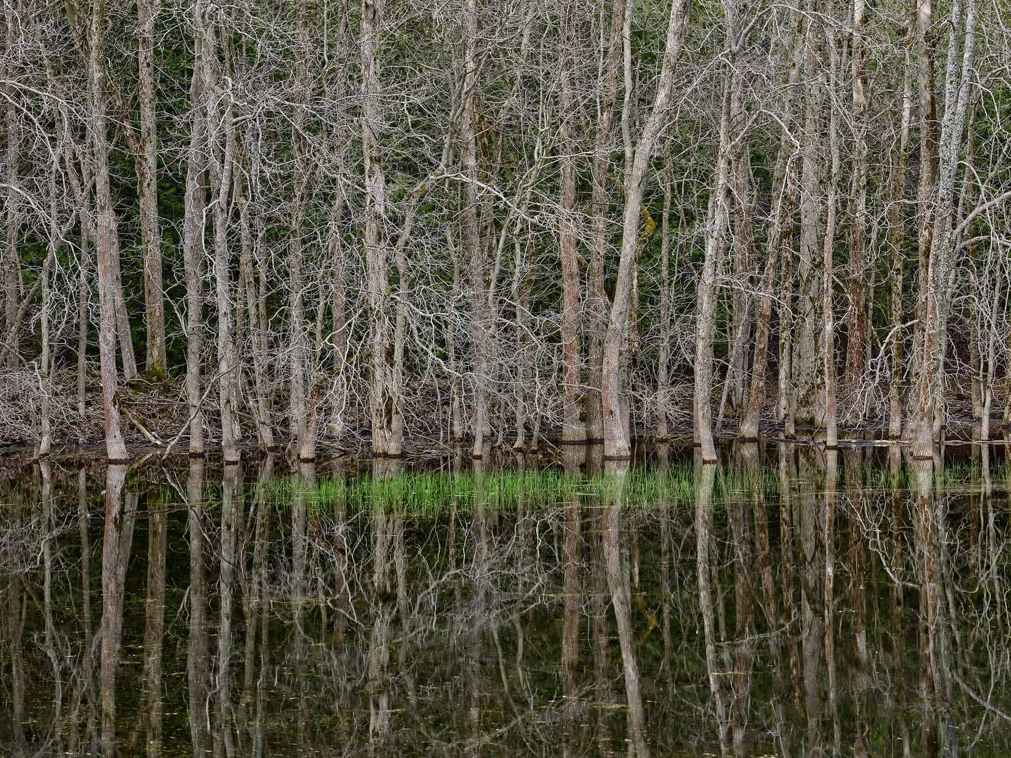 Edward Burtynsky: Natural Order | Online Exhibition