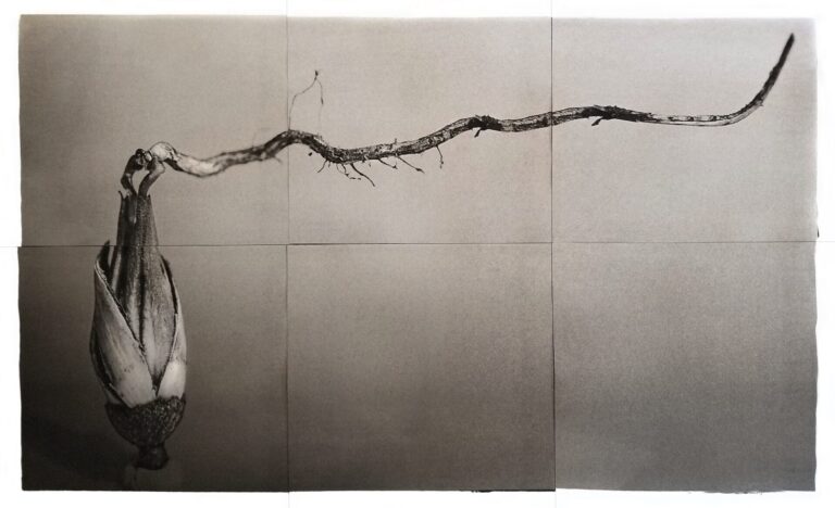 2020 | E.V. of 3 | Platinum / Palladium print | 39.50 x 70.50 inches