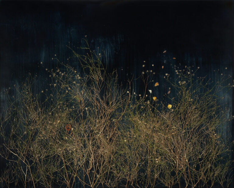 Dark Garden 5, 2022 | Resin, butterfly wings, snake, dust and San Felipe Dyssodia on panel | 48 x 60 inches