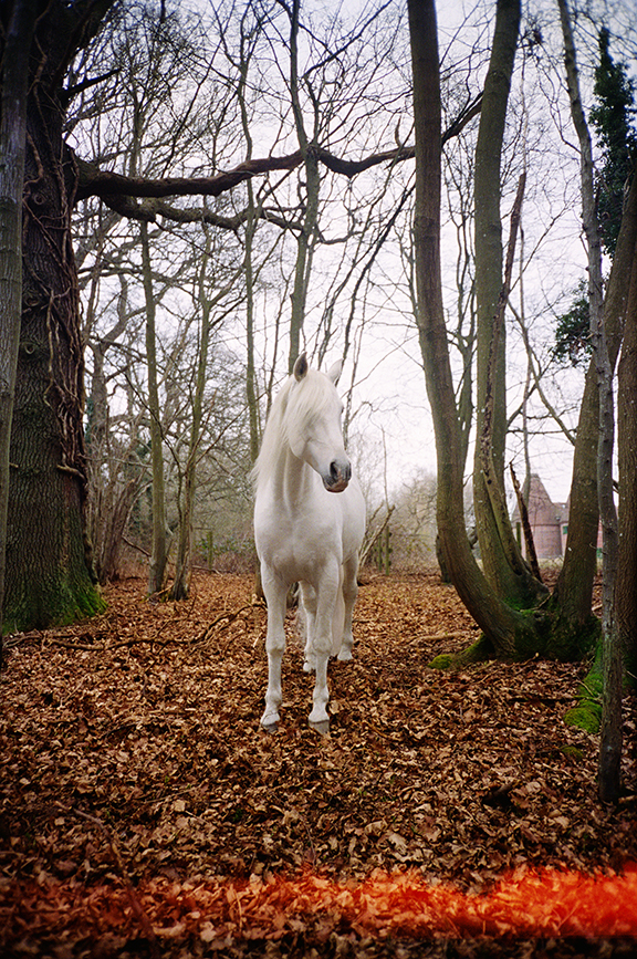 Mary McCartney
Decemberish, Sussex, 2017
C-type print mounted on aluminum
40 x 26 1/2 inches
Framed: 40 13/16 x 27 5/16 x 1 1/2 inches
Edition of 4