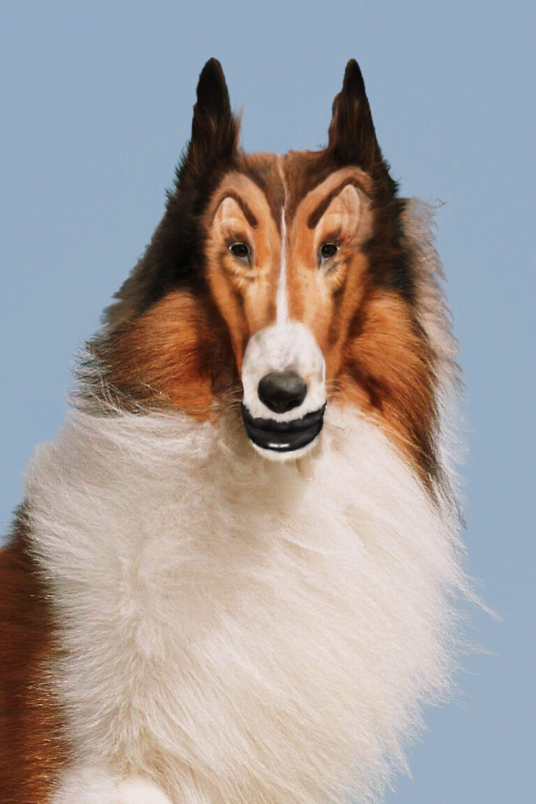 A warped color photograph of a dog