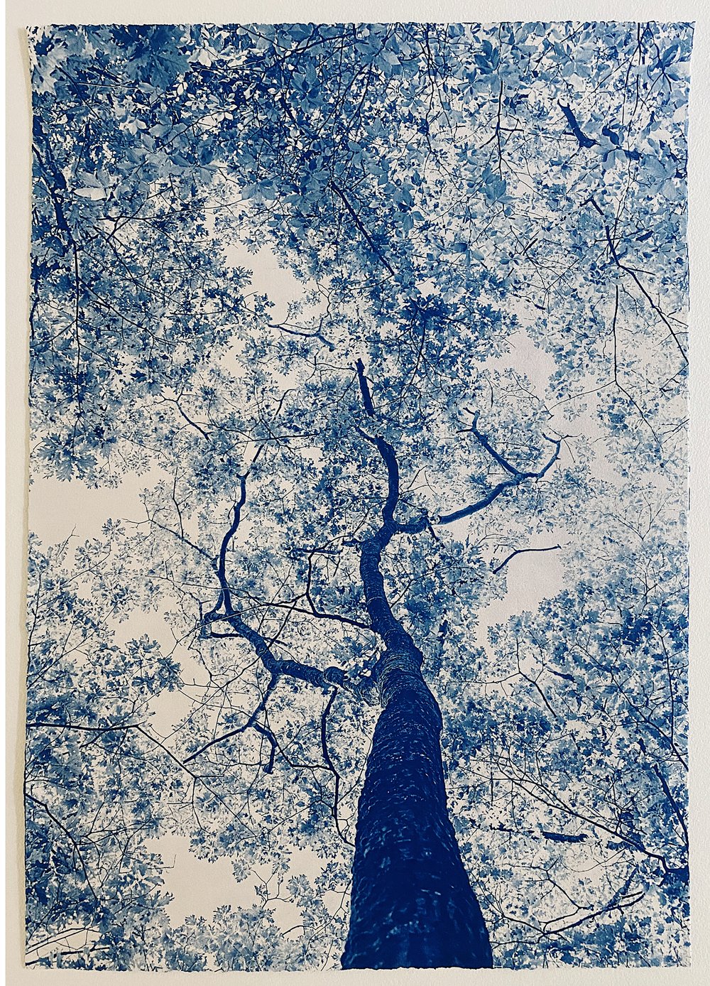 Understory, In Blue | Dora Somosi