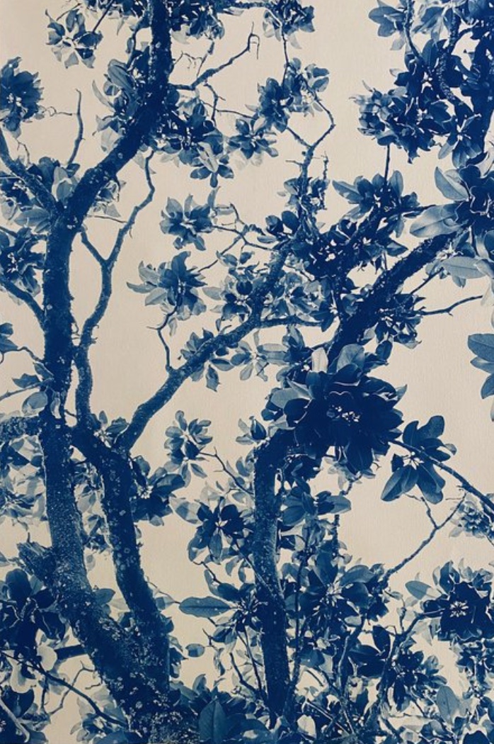 Dora Somosi, Imogen Cunningham, from the series By Her Side, arches watercolor paper, cyanotype, 26 x 18 1/2 in.